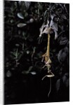 Extatosoma tiaratum (giant prickly stick insect) - emerging by Anonymous