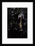 Extatosoma tiaratum (giant prickly stick insect) - emerging by Anonymous