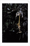 Extatosoma tiaratum (giant prickly stick insect) - emerging by Anonymous