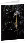 Extatosoma tiaratum (giant prickly stick insect) - emerging by Anonymous