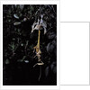 Extatosoma tiaratum (giant prickly stick insect) - emerging by Anonymous
