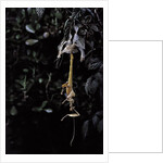 Extatosoma tiaratum (giant prickly stick insect) - emerging by Anonymous