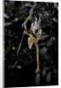 Extatosoma tiaratum (giant prickly stick insect) - emerging by Anonymous