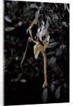Extatosoma tiaratum (giant prickly stick insect) - emerging by Anonymous