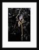 Extatosoma tiaratum (giant prickly stick insect) - emerging by Anonymous