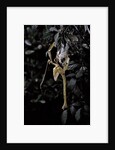 Extatosoma tiaratum (giant prickly stick insect) - emerging by Anonymous
