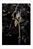 Extatosoma tiaratum (giant prickly stick insect) - emerging by Anonymous