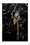 Extatosoma tiaratum (giant prickly stick insect) - emerging by Anonymous