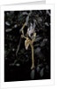 Extatosoma tiaratum (giant prickly stick insect) - emerging by Anonymous