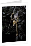Extatosoma tiaratum (giant prickly stick insect) - emerging by Anonymous