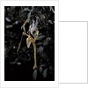 Extatosoma tiaratum (giant prickly stick insect) - emerging by Anonymous