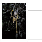 Extatosoma tiaratum (giant prickly stick insect) - emerging by Anonymous