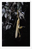Extatosoma tiaratum (giant prickly stick insect) - emerging by Anonymous