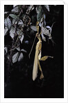 Extatosoma tiaratum (giant prickly stick insect) - emerging by Anonymous