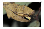Extatosoma tiaratum (giant prickly stick insect) - before the egg ejectment by Anonymous