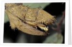 Extatosoma tiaratum (giant prickly stick insect) - before the egg ejectment by Anonymous