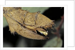 Extatosoma tiaratum (giant prickly stick insect) - before the egg ejectment by Anonymous