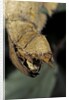 Extatosoma tiaratum (giant prickly stick insect) - before the egg ejectment by Anonymous