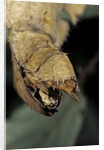 Extatosoma tiaratum (giant prickly stick insect) - before the egg ejectment by Anonymous
