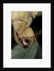 Extatosoma tiaratum (giant prickly stick insect) - before the egg ejectment by Anonymous