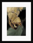 Extatosoma tiaratum (giant prickly stick insect) - before the egg ejectment by Anonymous