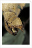Extatosoma tiaratum (giant prickly stick insect) - before the egg ejectment by Anonymous