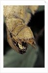 Extatosoma tiaratum (giant prickly stick insect) - before the egg ejectment by Anonymous