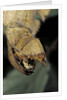 Extatosoma tiaratum (giant prickly stick insect) - before the egg ejectment by Anonymous