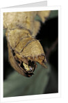Extatosoma tiaratum (giant prickly stick insect) - before the egg ejectment by Anonymous