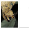 Extatosoma tiaratum (giant prickly stick insect) - before the egg ejectment by Anonymous