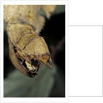 Extatosoma tiaratum (giant prickly stick insect) - before the egg ejectment by Anonymous