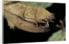 Extatosoma tiaratum (giant prickly stick insect) - before the egg ejectment by Anonymous
