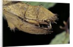 Extatosoma tiaratum (giant prickly stick insect) - before the egg ejectment by Anonymous