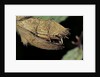Extatosoma tiaratum (giant prickly stick insect) - before the egg ejectment by Anonymous