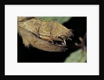 Extatosoma tiaratum (giant prickly stick insect) - before the egg ejectment by Anonymous