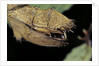 Extatosoma tiaratum (giant prickly stick insect) - before the egg ejectment by Anonymous