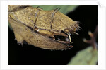 Extatosoma tiaratum (giant prickly stick insect) - before the egg ejectment by Anonymous