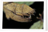 Extatosoma tiaratum (giant prickly stick insect) - before the egg ejectment by Anonymous