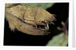 Extatosoma tiaratum (giant prickly stick insect) - before the egg ejectment by Anonymous