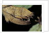 Extatosoma tiaratum (giant prickly stick insect) - before the egg ejectment by Anonymous