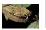 Extatosoma tiaratum (giant prickly stick insect) - before the egg ejectment by Anonymous
