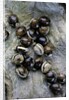 Extatosoma tiaratum (giant prickly stick insect) - eggs by Anonymous