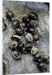 Extatosoma tiaratum (giant prickly stick insect) - eggs by Anonymous