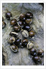 Extatosoma tiaratum (giant prickly stick insect) - eggs by Anonymous