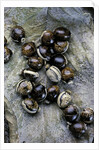 Extatosoma tiaratum (giant prickly stick insect) - eggs by Anonymous