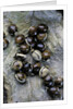 Extatosoma tiaratum (giant prickly stick insect) - eggs by Anonymous