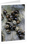 Extatosoma tiaratum (giant prickly stick insect) - eggs by Anonymous