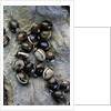 Extatosoma tiaratum (giant prickly stick insect) - eggs by Anonymous