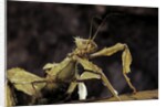 Extatosoma tiaratum (giant prickly stick insect) by Anonymous