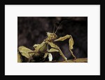 Extatosoma tiaratum (giant prickly stick insect) by Anonymous